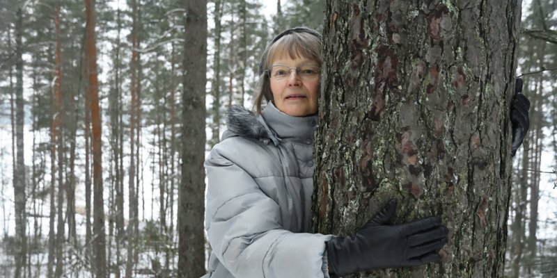 Yhteismetsän osakas Ansa Lassila halaa paksua männynrunkoa kotitalonsa lähimetsikössä.