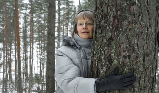 Yhteismetsän osakas Ansa Lassila halaa paksua männynrunkoa kotitalonsa lähimetsikössä.