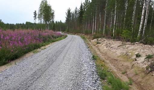 Hyväkuntoinen metsätie