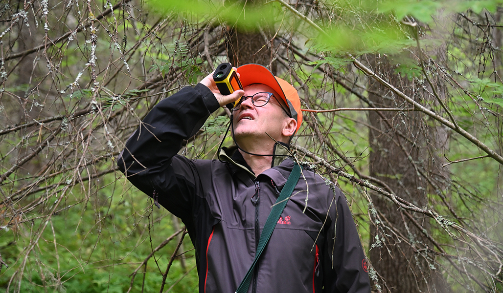Juha Niemi mittaa puun pituutta metsässä. 