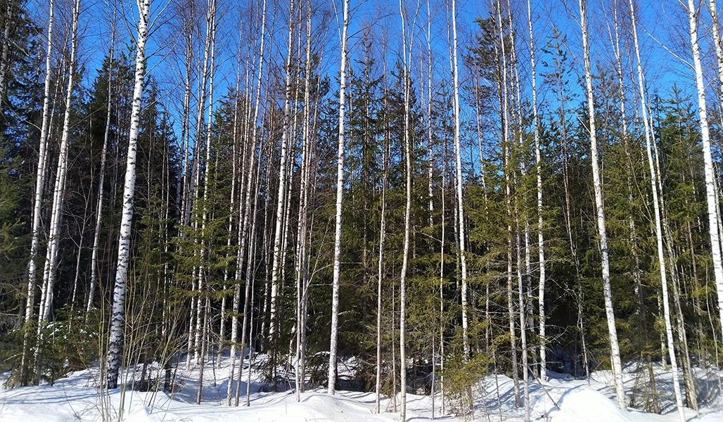 Nuorta metsää, josta voisi mahdollisesti korjata energiapuuta