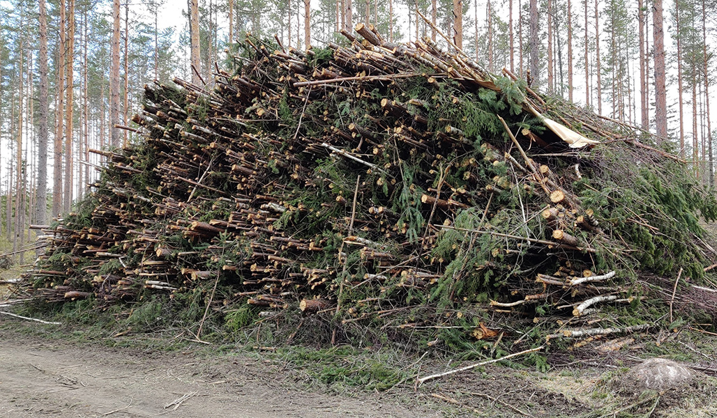 Pienpuuta kasassa metsätien varressa.