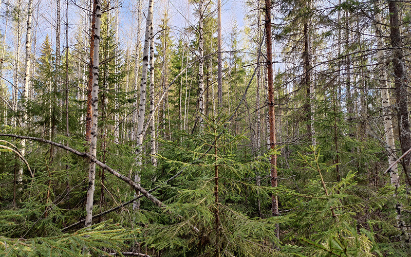 Sekametsää ennen ennakkoraivausta.