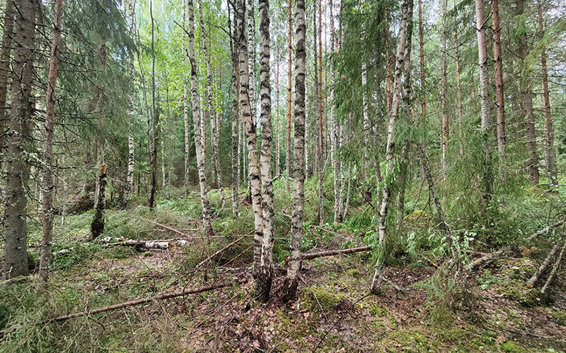 Sekametsää ennakkoraivauksen jälkeen.