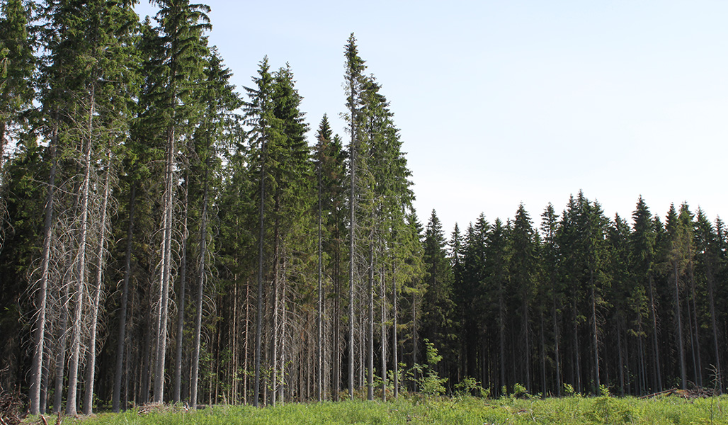 Kirjanpainajien tuhoamia kuusia metsän reunassa. 