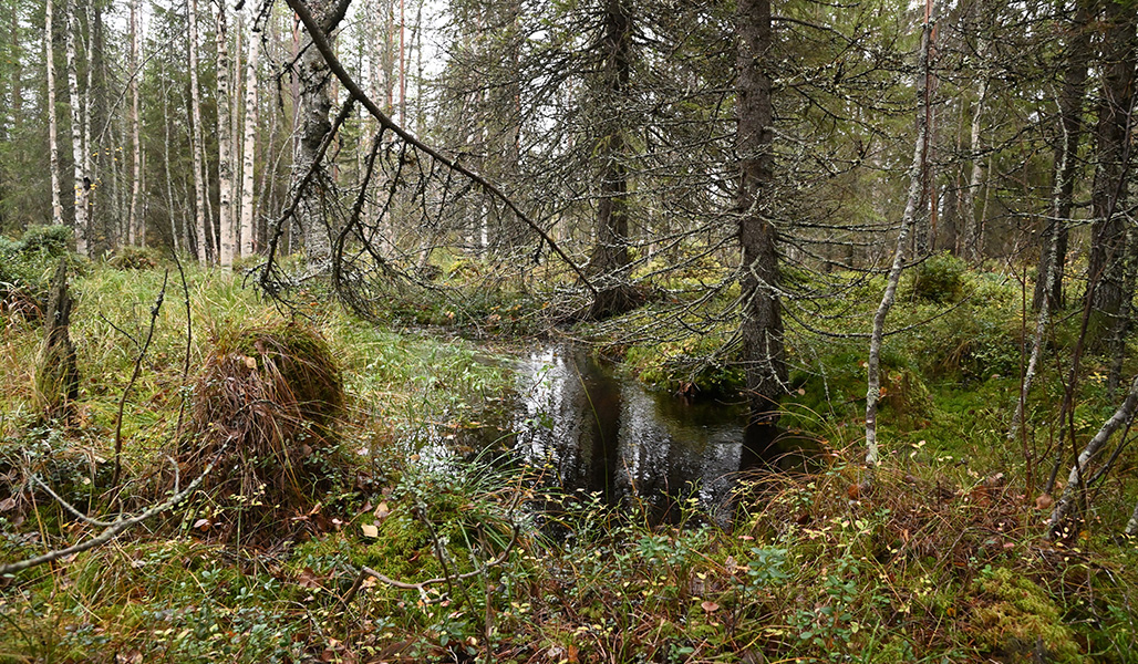 Pihlajaoja-purossa virtaa vesi. Puron ympärillä kasvaa kuusia ja koivuja.