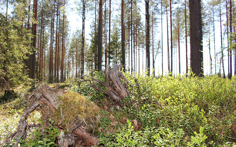 Mäntymetsää