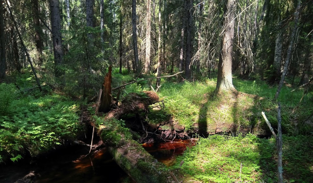 Kuvassa on luonnontilainen puro ja sitä ympäröivää rehevää metsää. 