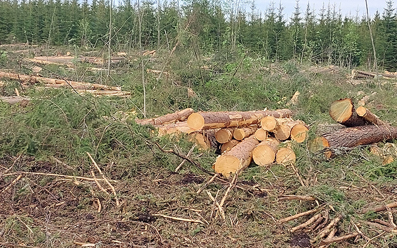 avohakkuu