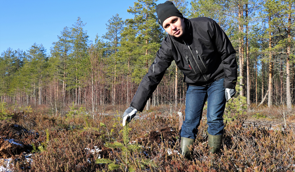 Juho Yli-Kaatiala kumartuu esittelemään männyntaimea, jota hirvet eivät ole syöneet. Taustalla näkyy metsää. 