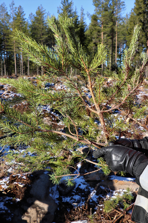 Kuvassa etualalla on haaroittunut männyntaimi, jota hirvi on syönyt.