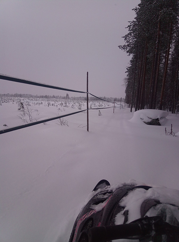 Pressunauha-aita suojaa taimikkoa. Kuva on otettu talvella. 