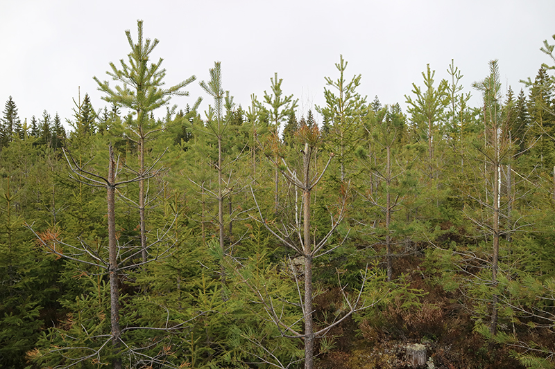 Hirvien syömiä männyntaimia. 