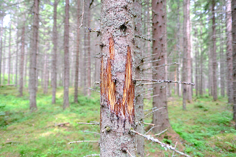 Hirven kaluama puunrunko