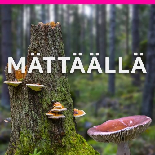 Voiko joulukuusia kasvattamalla vaurastua? Metsäkeskuksen uuden Mättäällä-podcastin ensimmäisessä jaksossa ääneen pääsee...