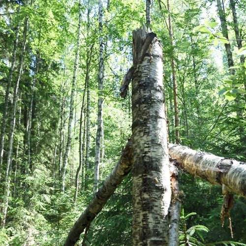 Jos metsän suojelu kiinnostaa, niin kannattaa tutustua ympäristötuen mahdollisuuksiin. Ympäristötuki on korvaus metsän m...