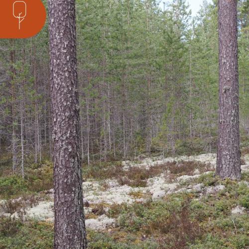 Metsäkeskus tuottaa tietoa – metsänomistaja päättää! Jokaisen käytössä on kattavaa metsävaratietoa yksityismetsistä yhte...