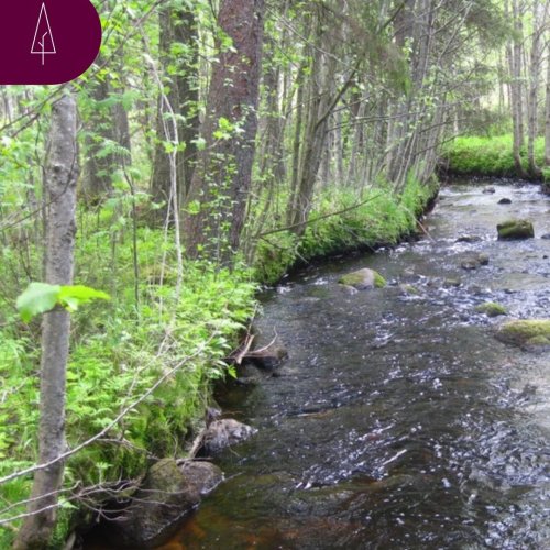 Vesistöjä voi suojella metsätalouden toimenpiteiden vaikutuksilta. Sopivat toimenpiteet valitsemalla voit säilyttää tärk...