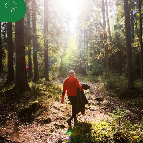 Tiesitkö, että metsää voi omistaa monella tavalla? Valitsemalla sopivan omistusmuodon voit helpottaa metsän käyttöä ja j...