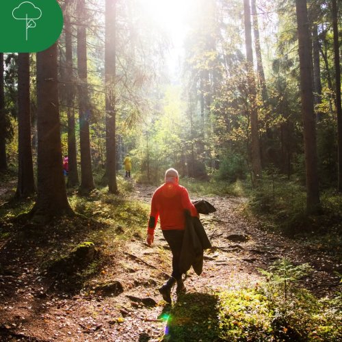 Tiesitkö, että metsää voi omistaa monella tavalla? Valitsemalla sopivan omistusmuodon voit helpottaa metsän käyttöä ja j...