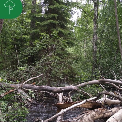 Onko metsässäsi tärkeitä luontokohteita? Monimuotoisuudelle tärkeät luontokohteet ovat muusta metsäluonnosta erottuvia, ...