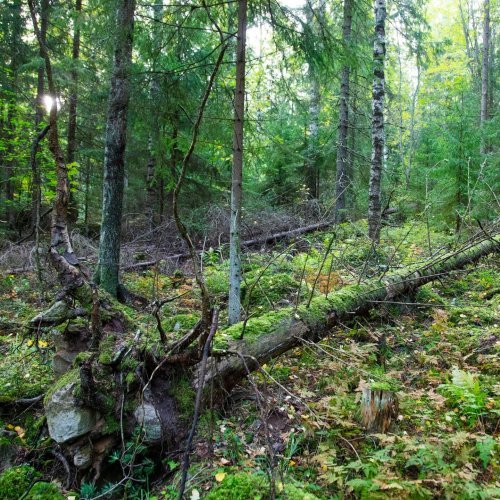 Miksi lahopuu on tärkeää?

Lahopuussa viihtyy monenlaista elämää. Tiesitkö, että lahoavalla puulla elää jopa t...