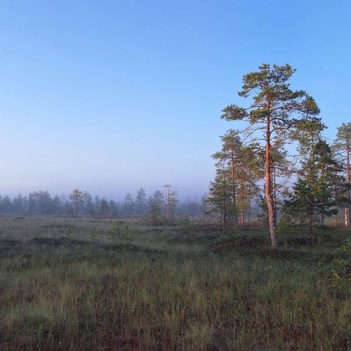 Hyvää Suomen luonnon päivää! 🌲 Tiesitkö, että suurin osa Suomen luonnossa tavattavista eliölajeista elää metsissä? 🦋 J...