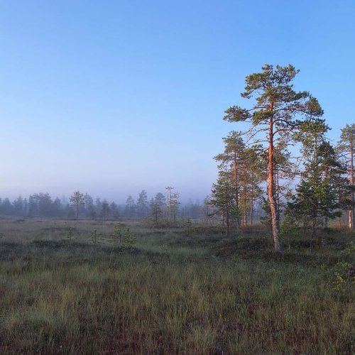 Hyvää Suomen luonnon päivää! 🌲 Tiesitkö, että suurin osa Suomen luonnossa tavattavista eliölajeista elää metsissä? 🦋 J...