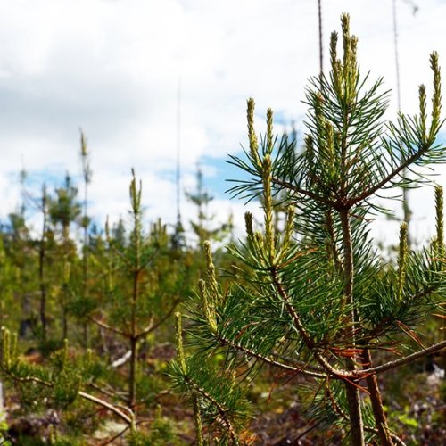 Hyvää luonnon monimuotoisuuden päivää! 🌱 Tiesitkö, että voit turvata metsäluonnon monimuotoisuutta jo taimikoissa? Moni...