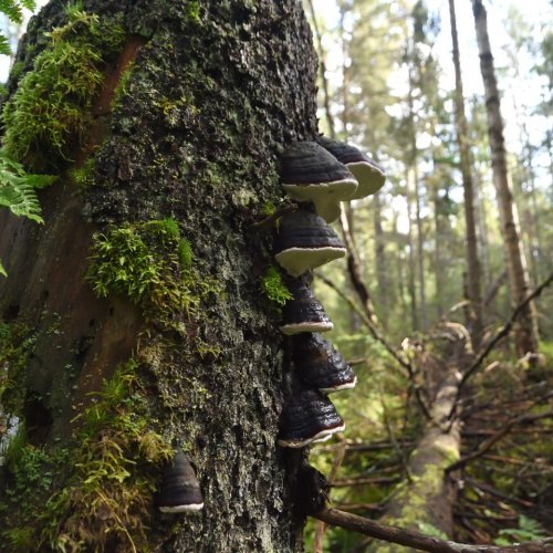 Hyvää maailman metsäpäivää! Maailman metsäpäivänä on hyvä hetki nauttia metsästä ja samalla muistaa, miten ...