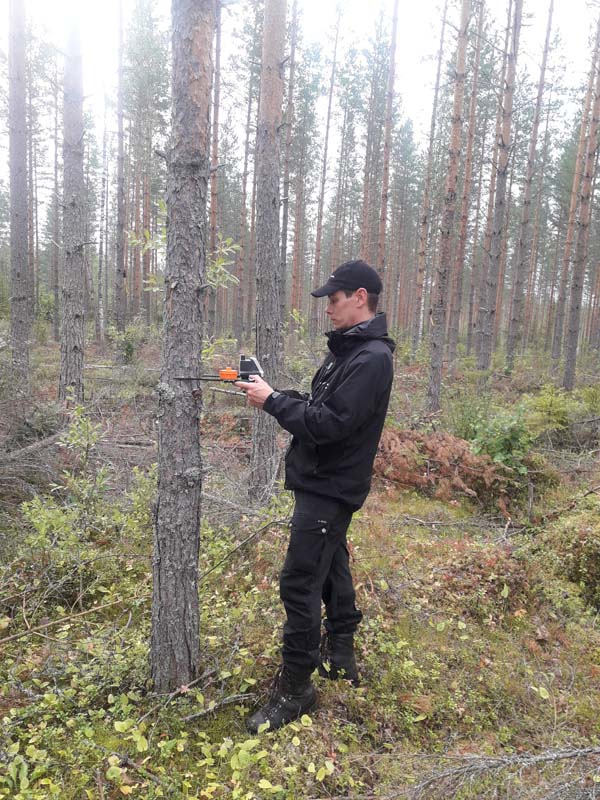 Koealamittaaja mittaa männyn runkoa paikantavien mittasaksien avulla. Taustalla on mäntymetsää.