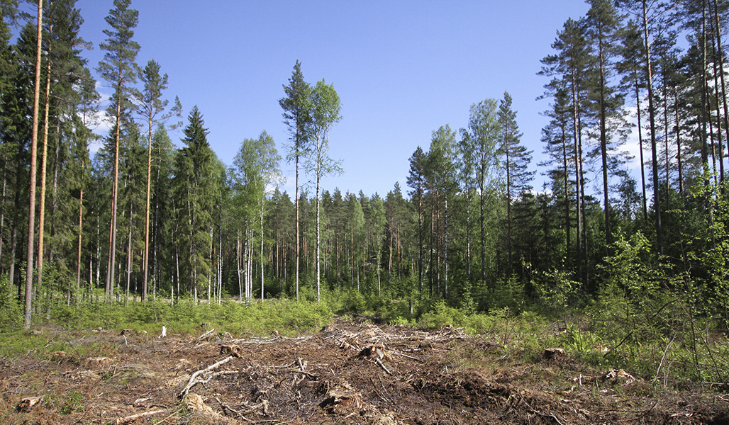 Pienaukko turvemaalla. 