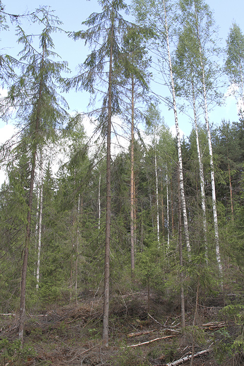 Metsää, jossa on tehty poimintahakkuu. 