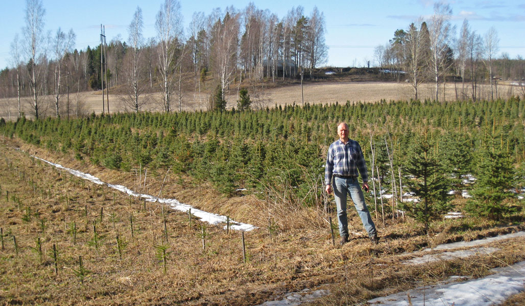 Kuvassa etualalla on Antti Heikkilä. Taustalla on joulukuusiviljelmä, joka on perustettu pellolle. 