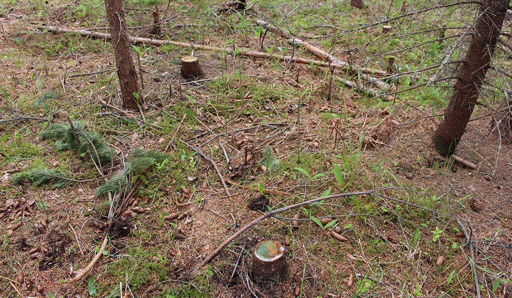 Nuoressa metsässä on kantoja, joissa näkyy tyvilahoa.