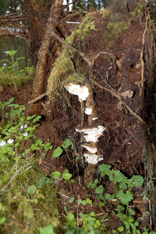 Valkoisia juurikäävän itiöemiä on tuulen kaataman puun juurakossa. Taustalla on metsää.