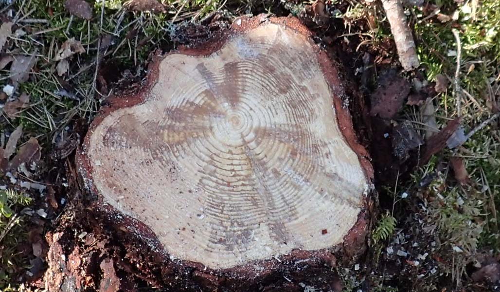 Lähikuvassa on männyn kanto, jota männynjuurikääpä on alkanut lahottaa. Kannon ympärillä maassa on kuivuneita lehtiä, neulasia ja sammalta.. 