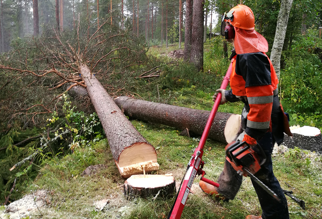 Suojavarusteisiin pukeutunut metsuri ja vieressä kaksi kaatunutta isoa mäntyä.