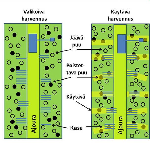 Grafiikka kuvaa valikoivan harvennuksen ja käytävä- eli väyläharvennuksen eroja. Grafiikassa on kuvattu hakkuukoneen ajoura ja sen ympäriltä poistettavat ja jäävät puut sekä puukasat molemmilla harvennusmenetelmillä. 