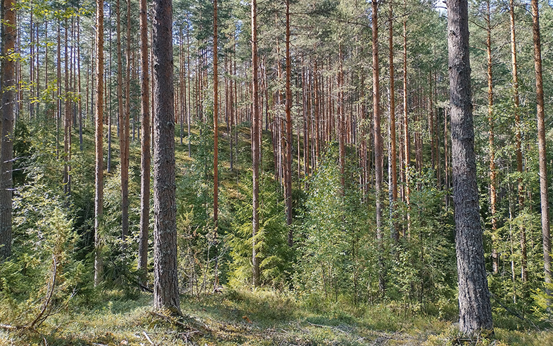 Mäntymetsää