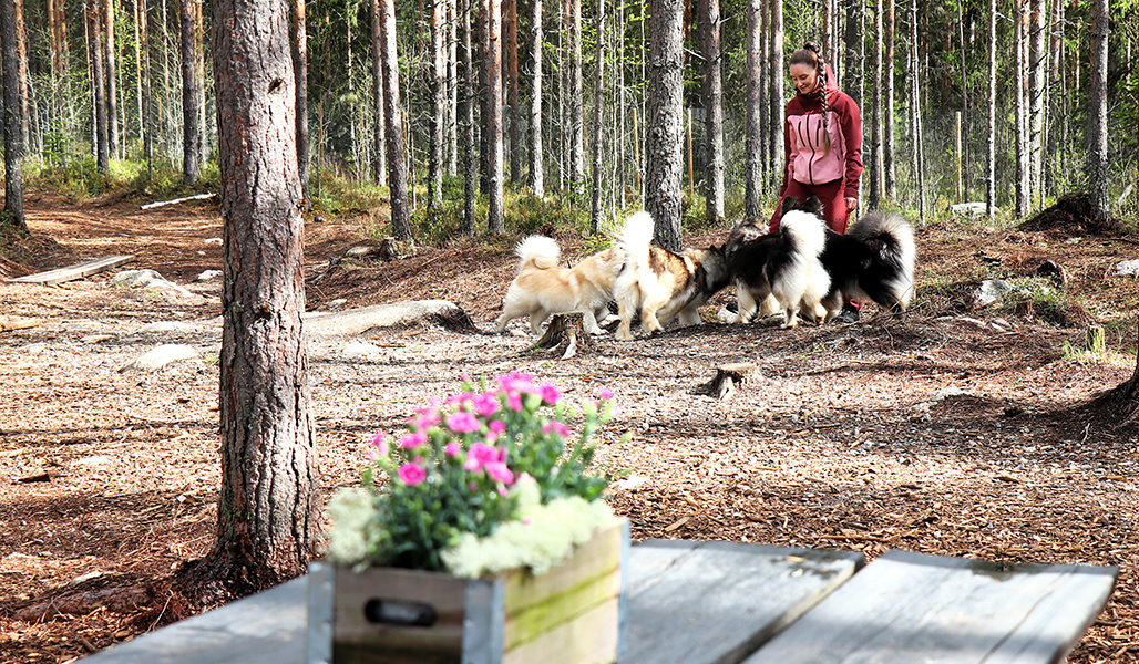 Kuvassa etualalla on puinen pöytä ja kukkaistutus. Sara Ala-Luoma on koiriensa kanssa taustalla metsässä.
