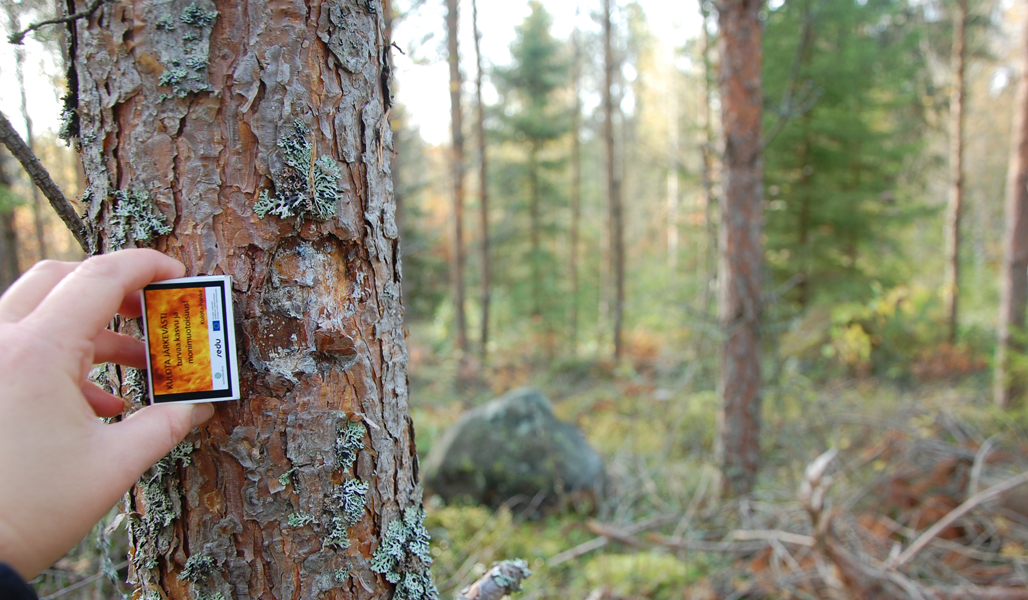 Männyn kyljessä on pieni vaurio, jota verrataan tulitikkuaskin kokoon. 