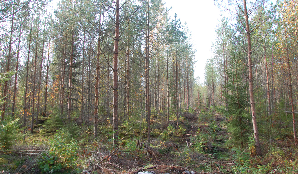 Mäntymetsän läpi kulkee kantava ajoura.