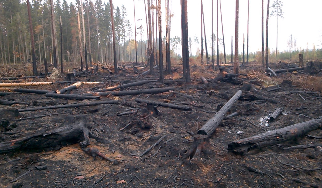 Säästöpuuryhmä kulotuksen jälkeen. Maassa ja pystyssä on mustia, palaneita ja hiiltyneitä puunrunkoja. 