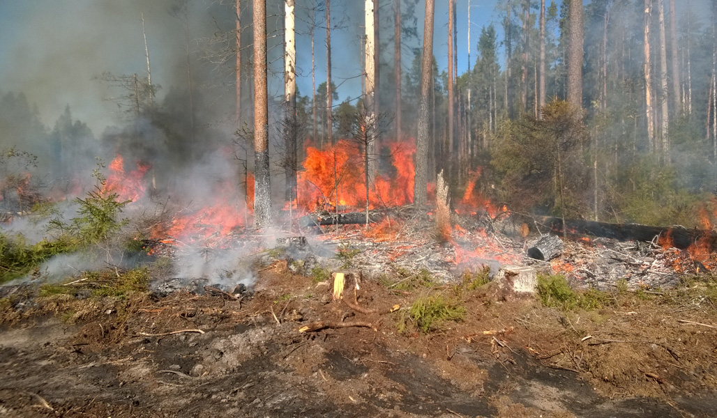 Tulenliekit nousevat kulotettavan säästöpuuryhmän keskeltä. 