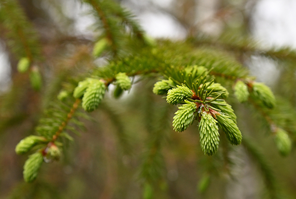 Kuusenkerkkiä metsässä