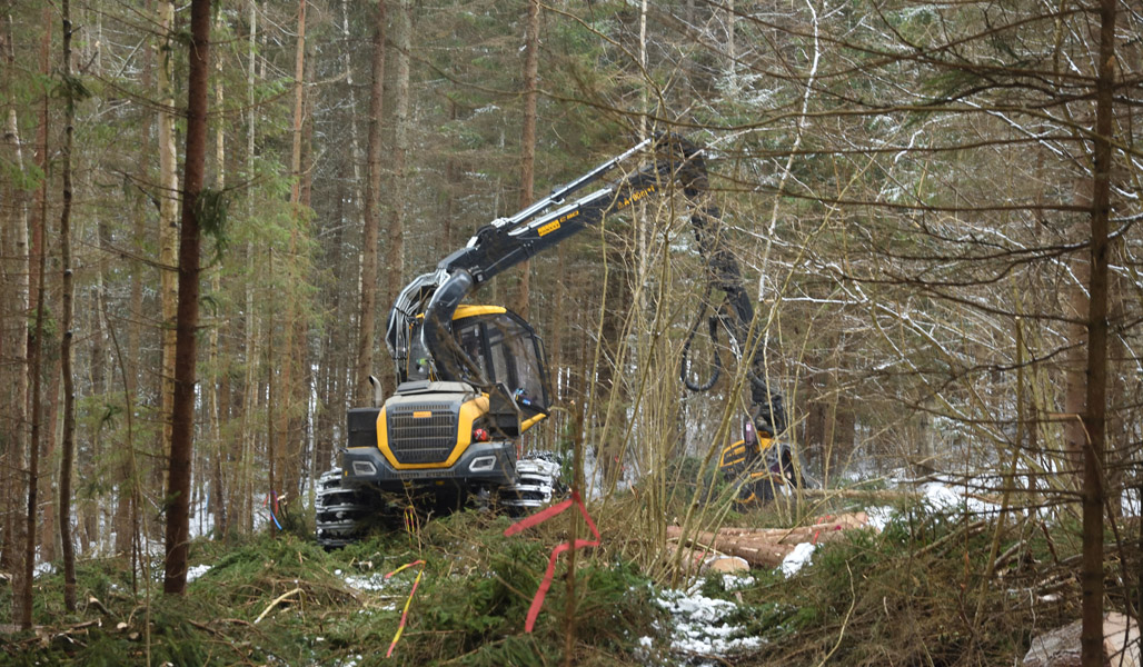 Metsäkone harventaa kuusia pähkinäpensaiden ympäriltä. 