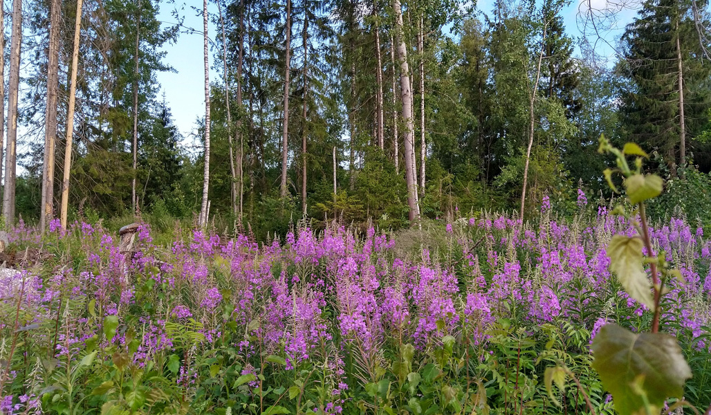 Horsmaa kasvaa hakkuuaukolla. 