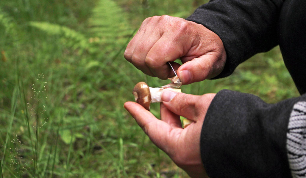 Lähikuva Matleena Pulkkisen käsistä. Hän raaputtaa sieniveitsellä metsästä löytämäänsä limanuljaskaa. 