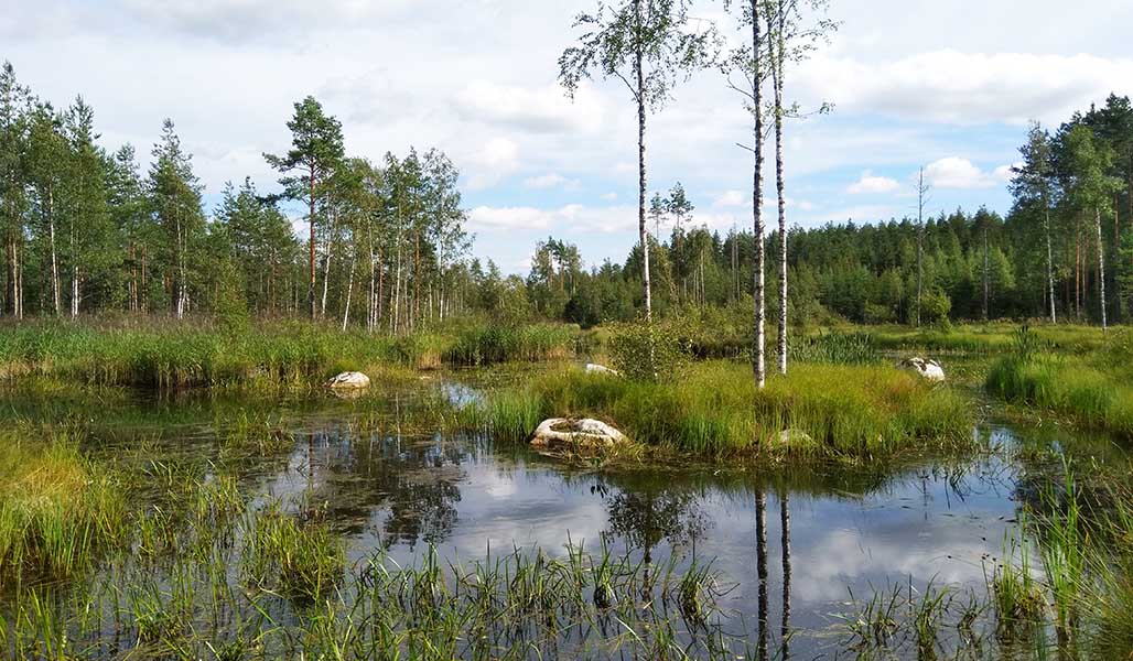 Valmis kosteikko, johon on tullut jo vesikasvillisuutta. 